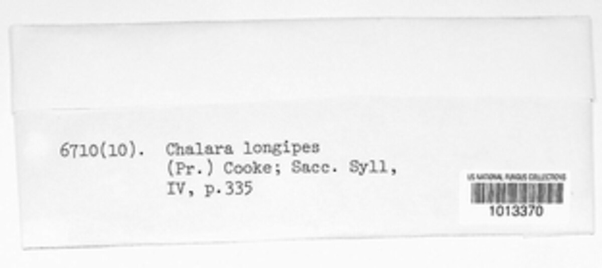 Chalara longipes image